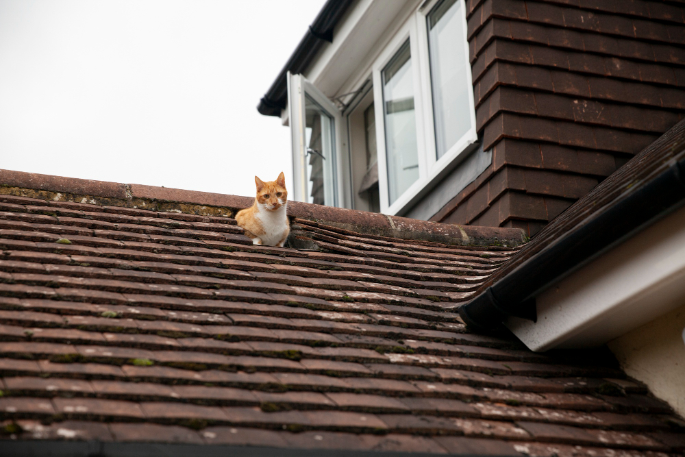 gutter clearing cat roof